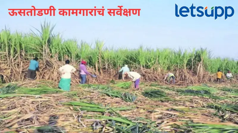 बीड जिल्ह्यात ऊसतोडणी कामगारांचं सर्वेक्षण; किती आहेत एकूण कामगार?