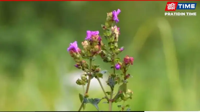 New Plant Species in Assam Named After Zubeen Garg