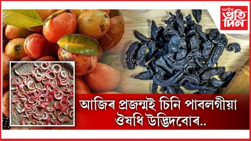 সুস্বাস্থ্য ৰক্ষাত মহৌষধ কুজি থেকেৰা