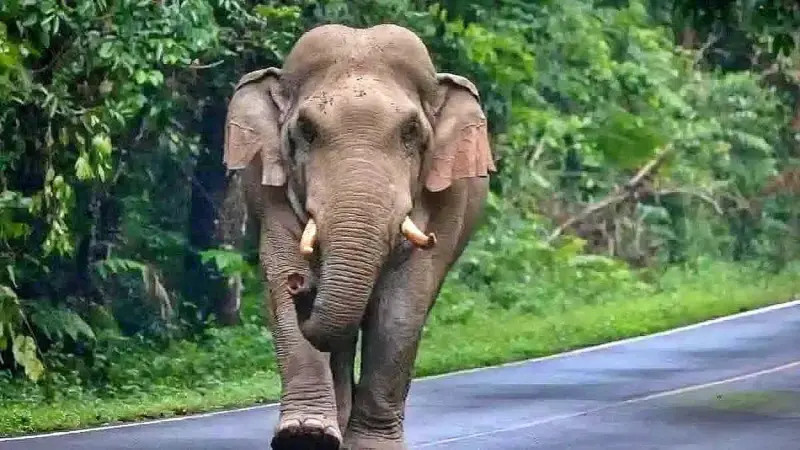 Guwahati: Wild elephant strays into Boragaon memorial