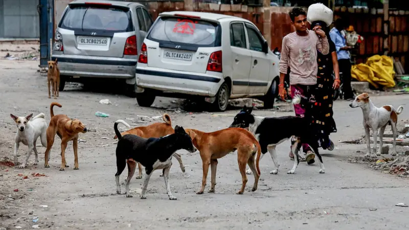 Strays and safety: An uneasy balance