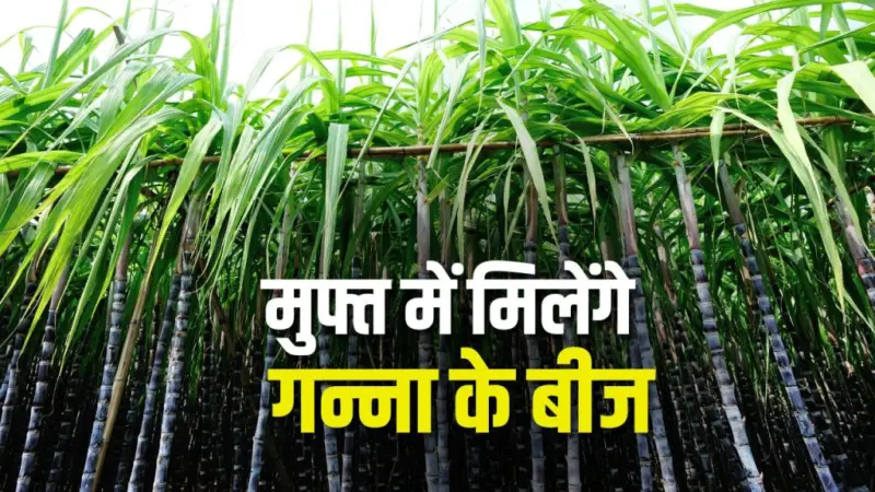गन्ना किसानों के हित में बड़ा फैसला, इस विधि से बुवाई करने पर प्रति एकड़ फ्री में मिलेंगे 5 हजार