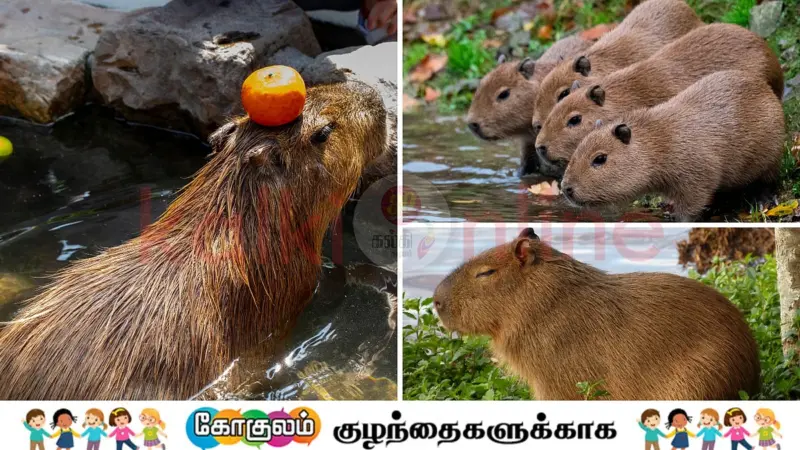 நீரில் வாழும் அசத்தல் கொறித்துண்ணி! கபிபாராவின் வினோதப் பழக்கவழக்கங்கள்!