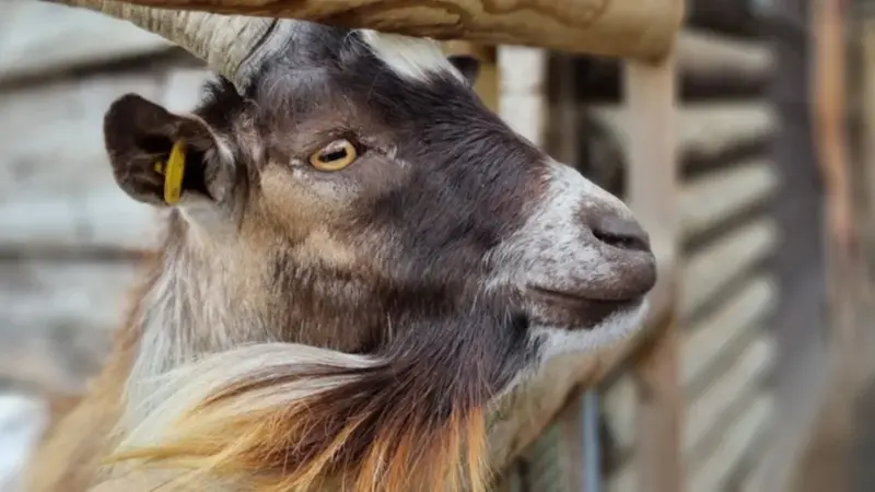 New mama goat's panic over missing kid melts hearts online