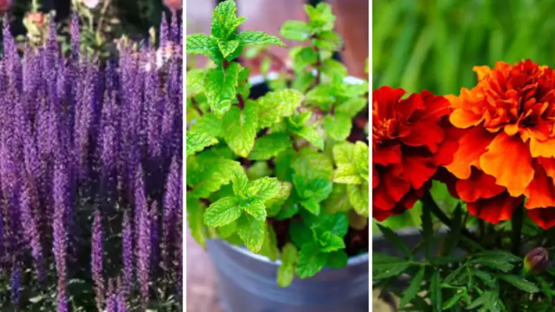 8 Best Indoor Plants That Keep Your Home Pest-Free Naturally | Mosquito & Insect Repellent Plants