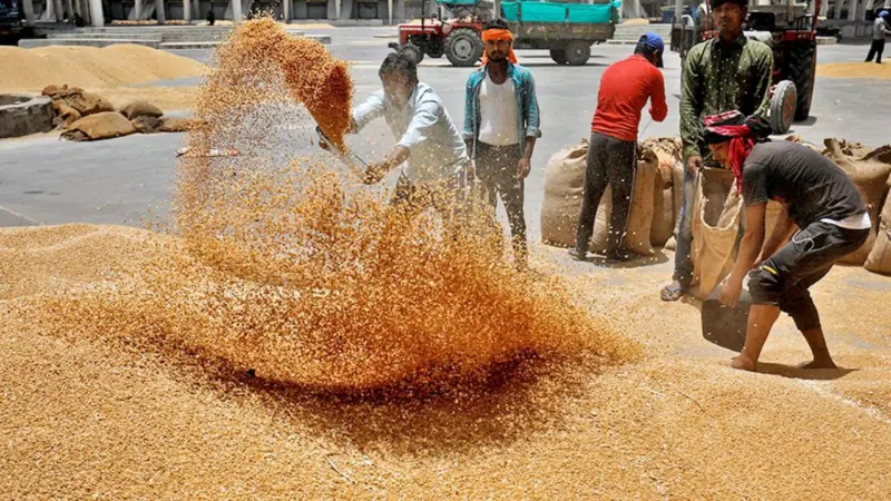 अबतक मध्य प्रदेश के 6.91 लाख किसानों से 34.73 लाख मीट्रिक टन गेहूं का उपार्जन, 23 मई तक कर सकते हैं स्लॉट बुक