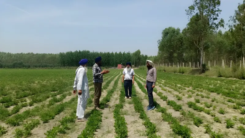 Community seed banks help flood-hit Punjab farmers restore crop productivity