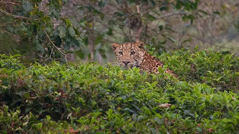 తేయాకు తోటలో దానిని చూసి పరుగే పరుగు!