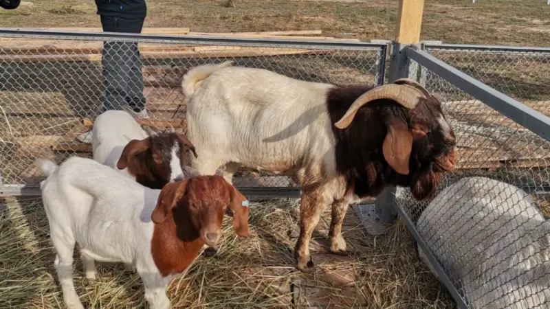 Goat Farming: सिर्फ 10 बकरियों से शुरू करें बिजनेस, जानिए सालभर में कितने लाख की होगी कमाई