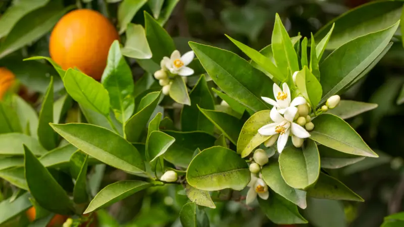 The State Flower Of Florida: Its History, Significance, And Beauty