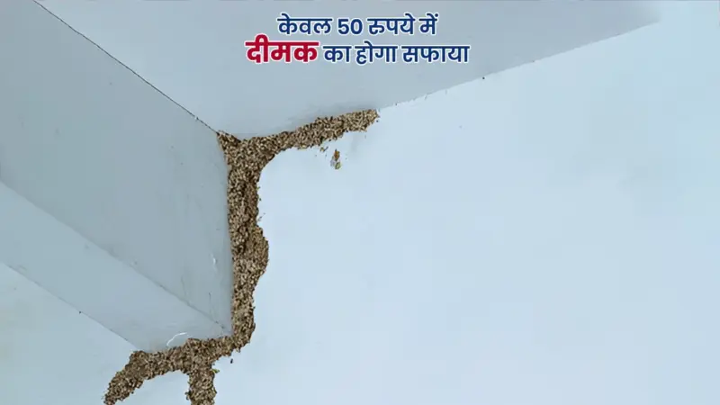 Termite Removal Hacks: दरवाजे के बाद, दीमक ने दीवार पर साधा निशान? इन 5 आसान तरीकों से करें जड़ से खत्म, खर्च सिर्फ 50 रुपये