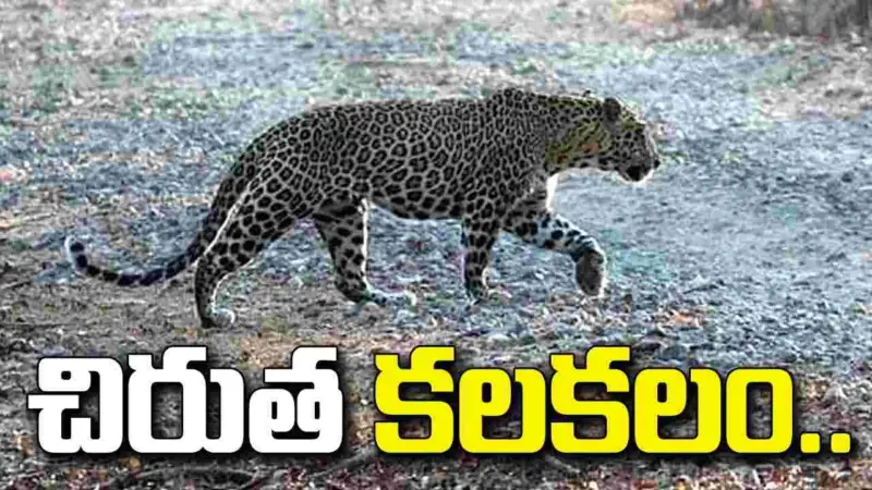 నిర్మల్ జిల్లాలో చిరుత సంచారం.. భయాందోళనలో ప్రజలు