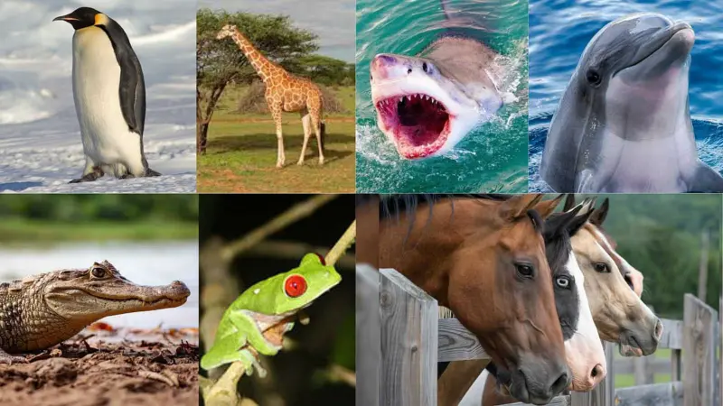 கண்களைத் திறந்தே தூங்கும் விலங்குகள்! காரணம் என்ன தெரியுமா?