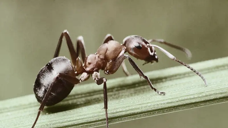 Telangana woman dies by suicide over fear of ants