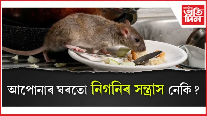 বজাৰৰ ঔষধ নালাগে, এইসমূহ উপায়ৰে ঘৰৰ পৰা খেদাওক নিগনি