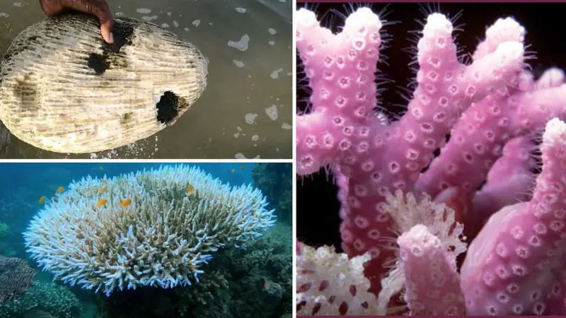 இயற்கையின் அதிசயம்: பவளப் பூச்சிகளும் நற்பவளமும்!