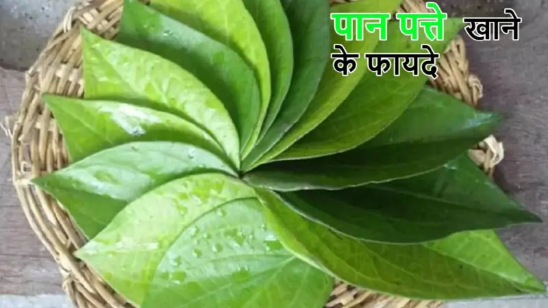 Paan ke Fayde: पान के पत्ते में छिपे हैं बड़े गुण, ओरल हेल्थ सुधारने के साथ देता है 5 बड़े फायदे; इस तरह खाएं