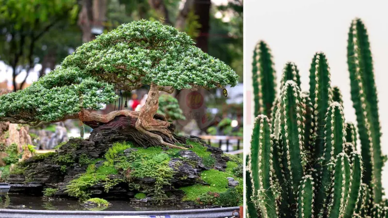 வீட்டில் செல்வம் சேரனுமா? இந்தச் செடிகளை மட்டும் தவிர்த்துவிடுங்கள்!