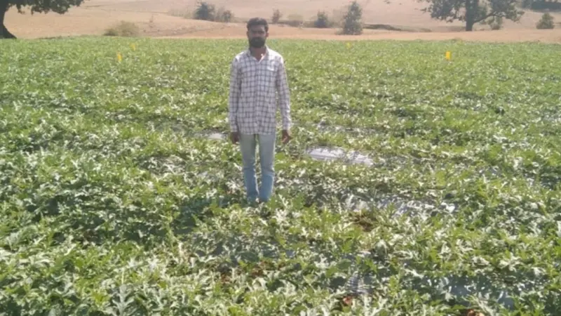 MP News: ड्रिप सिंचाई से बदली आलीराजपुर के किसान की किस्मत, निहाल सिंह ने मक्का छोड़ तरबूज से कमाए 1.65 लाख रुपये सालाना
