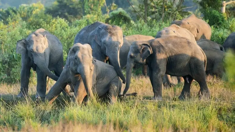 Injured Wild Elephant Left Behind by Herd in Assam Tea Garden Needs Urgent Medical Treatment