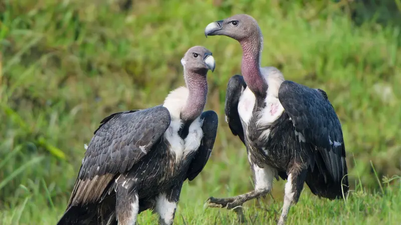 Slender-Billed Vultures Translocated to Boost Conservation Efforts in Assam