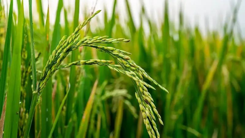Kharif Marketing Season 2024-25: Assam's paddy procurement reaches 89%