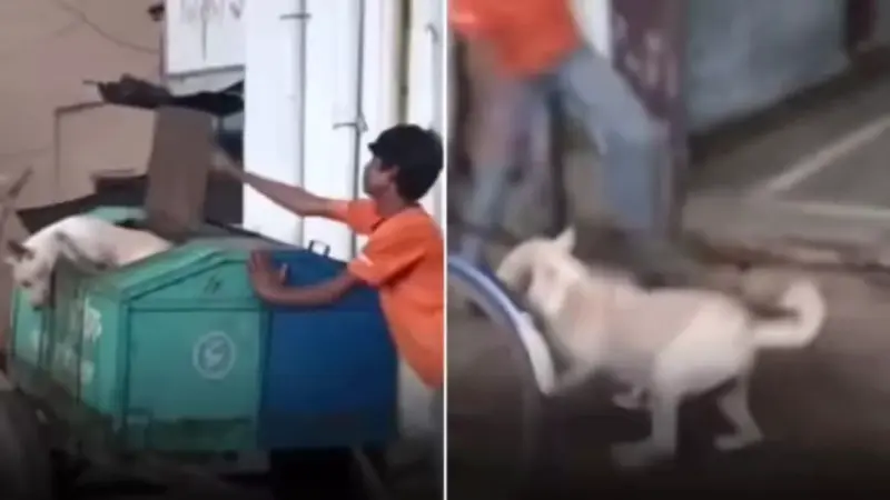 Man Tries to Prank a Dog, Gets a Taste of His Own Medicine in a Viral Video
