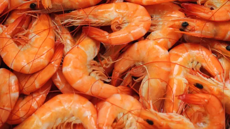 Which Place Is Known as the Shrimp Capital of India?