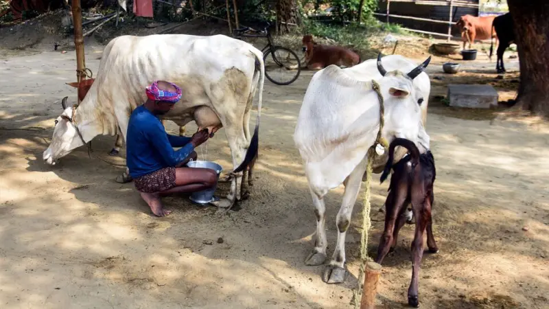 India-New Zealand free trade agreement: How India plans to protect sensitive sectors, farmer incomes, rural economies