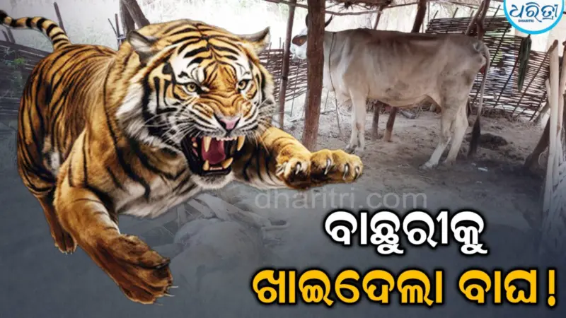 ବାଛୁରୀକୁ ଖାଇଦେଲା ବାଘ! ଗାଁରେ ଖେଲିଗଲା ଆତଙ୍କ