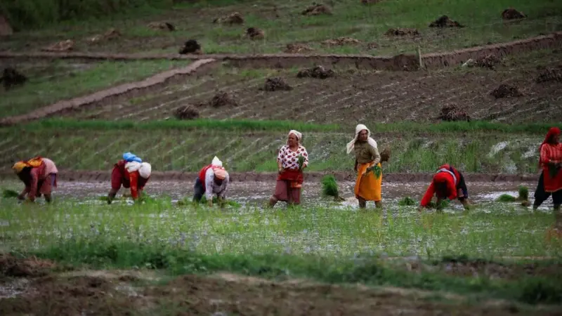 Summer crop acreage rises marginally; rice area declines