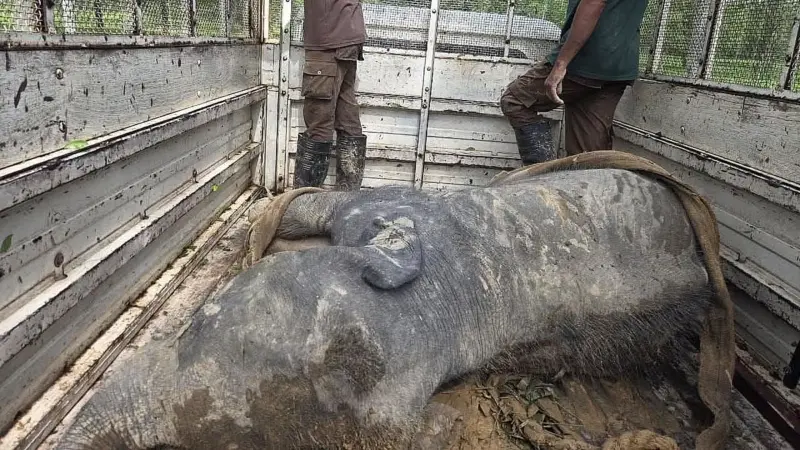 Assam: Elephant calf rescued from drain in Morongi Tea Estate