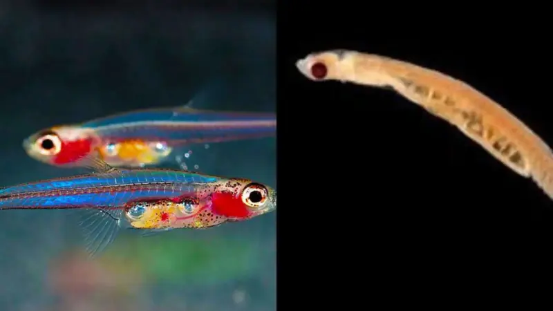Tiny But Mighty: 5 Ocean Fish So Small You'll Barely Notice Them