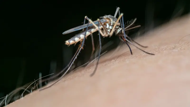 Assam: Mosquito outbreak after rains alarms residents in Doomdooma