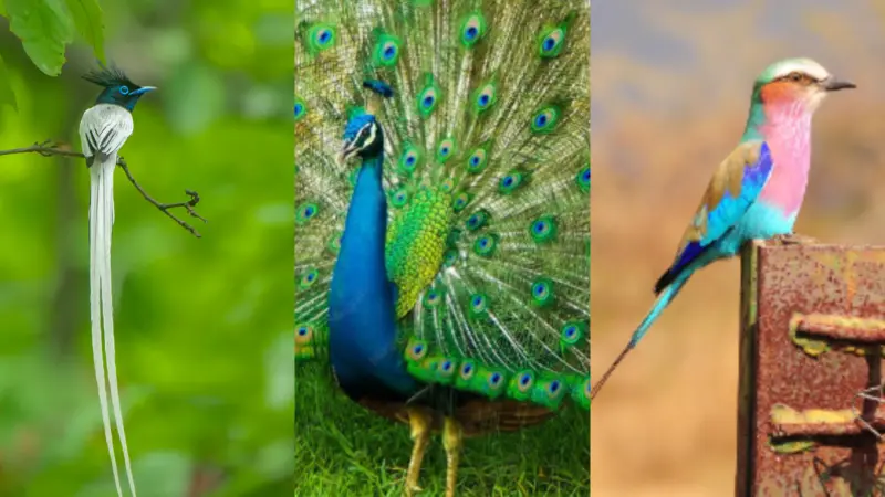 Indian Birds That Magically Change Colours in Sunlight and Look Stunning