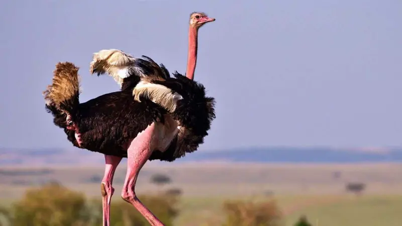 வானில் பறக்காது; ஆனால் நிலத்தில் பறக்கும்: நெருப்புக்கோழியின் சூப்பர் பவர் ரகசியம்!