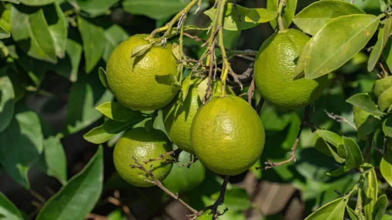 एक एकड़ में 3 लाख रुपये की कमाई, बिना बीज वाले नींबू की खेती बना किसानों के लिए ATM!