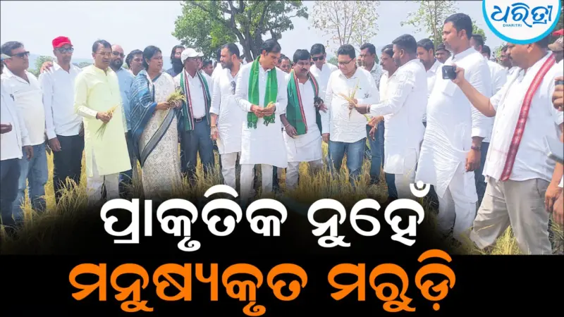 ପ୍ରାକୃତିକ ନୁହେଁ, ମନୁଷ୍ୟକୃତ ମରୁଡ଼ି: ଧାନଚାଷ ଉଜୁଡିଯିବା ଘଟଣାରେ...