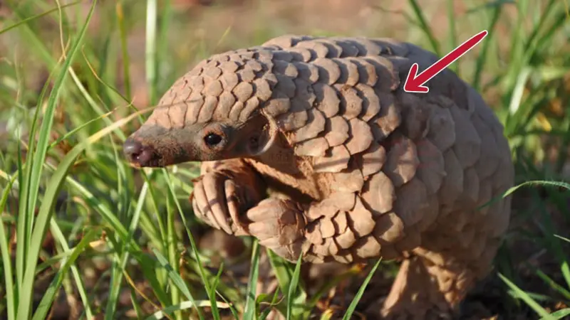 இயற்கையின் அரிய கவசம்: எறும்புண்ணி செதிலுக்குள் ஒளிந்திருக்கும் மர்மங்கள்!