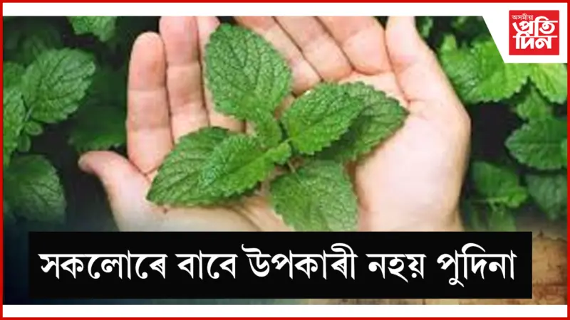 সাৱধান! এইসকল লোকে পুদিনা নাখাব