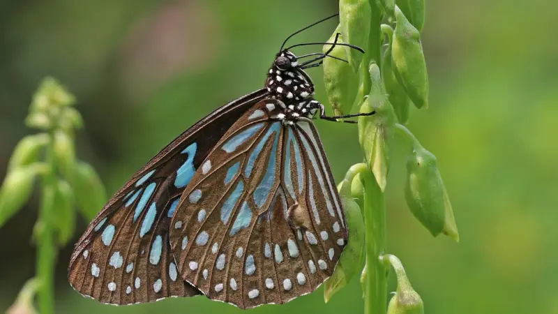 Migratory pattern of butterflies shows unusual changes