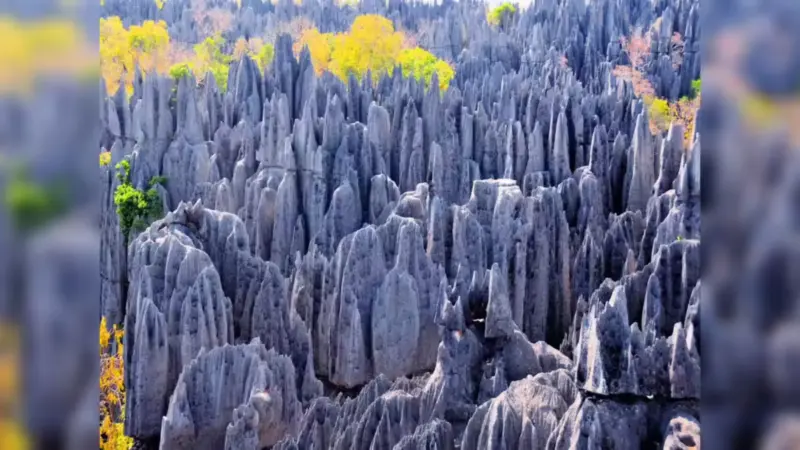 Which Forest Is Called the Forest of Knives? Explore This Sharp Natural Wonder