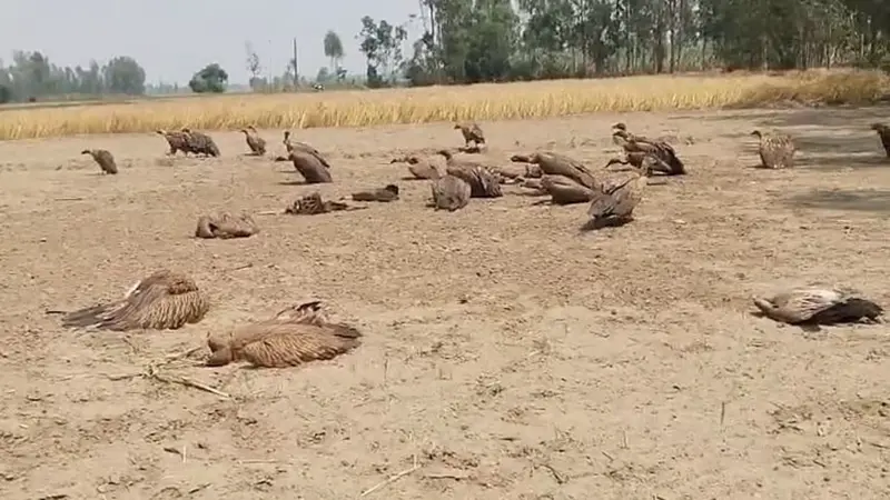 Did 25 vultures in UP's Lakhimpur Kheri die due to poison meant for free-ranging dogs?