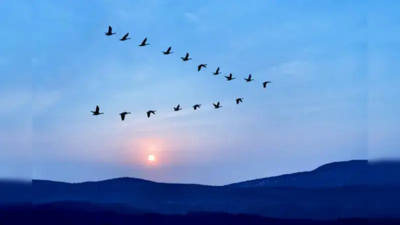 How Birds Navigate Thousands of Kilometres Without Getting Lost