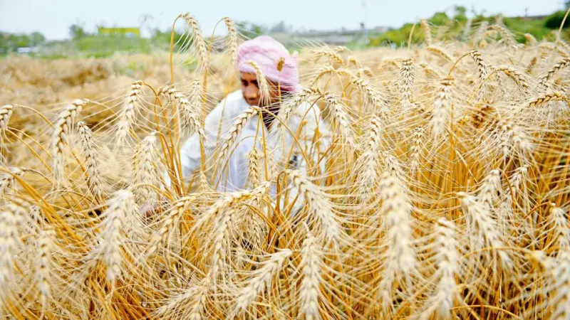 Govt doubles down on wheat exports, clears extra 2.5 million tonnes