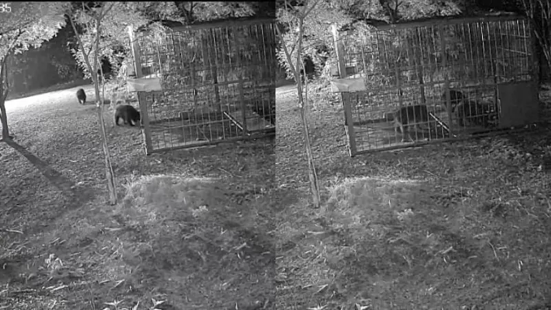 ಮೊಬೈಲ್ ಆಪ್ ತಂತ್ರಜ್ಞಾನ ಸಕ್ಸಸ್: ಬಳ್ಳಾರಿಯಲ್ಲಿ ಒಂದೇ ವೇಳೆ ಮೂರು ಕರಡಿಗಳ ಸೆರೆ!