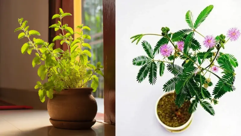 వాస్తు ప్రకారం పెంచాల్సిన మొక్కలు మరియు వాటి ప్రయోజనాలు