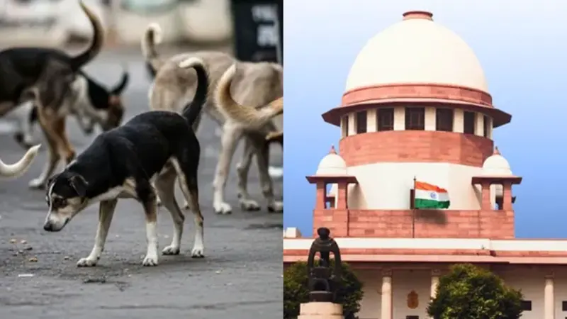 వీధి కుక్కల సమస్యపై సుప్రీంకోర్టు కీలక తీర్పు