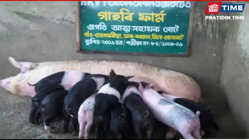 Assam to Compensate Pig Farmers for Losses in 2025 African Swine Fever Wave