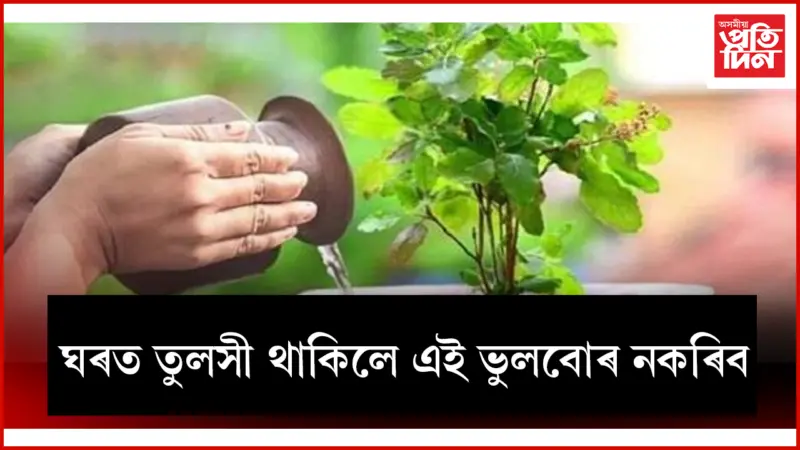 বিশ্বাস-বিশুদ্ধতাৰ প্ৰতীক তুলসী, এই নিয়ম ভাঙিলে নামিব অশুভ শক্তি